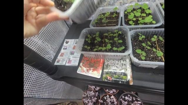Выращивание пеларгонии из семян. Рассаде 3 недели.Уход за сеянцами. Подвожу итоги всхожести семян.