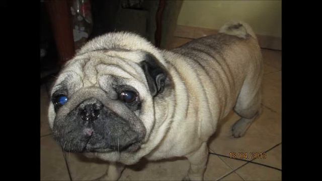 липецк Филипп в приюте смотреть онлайн