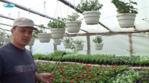 КАК ПОЛИТЬ БОЛЬШОЕ КОЛИЧЕСТВО РАССАДЫ?