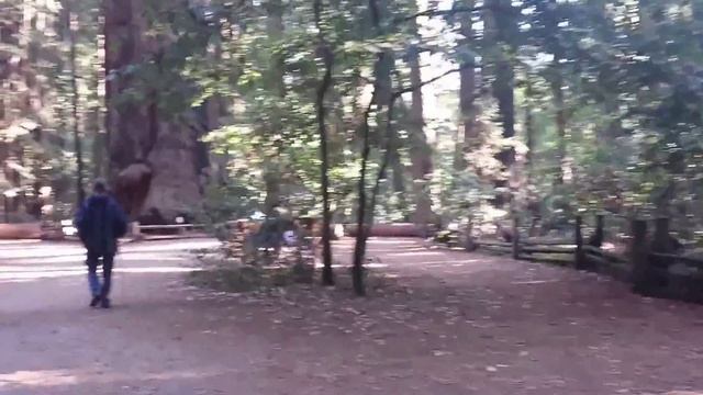 калифорнийская секвойя. видео 1