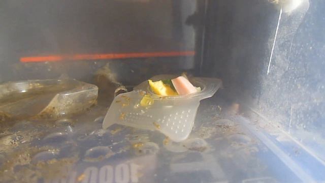 меню муравьев lasius flavus смотреть онлайн