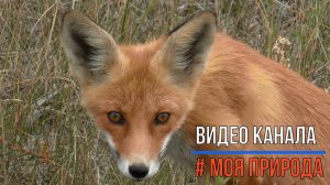 Голодный лисёнок