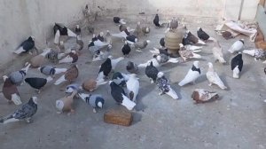 Afghani roller pigeons | الحمائم الأفغانية | Kaftar Afghani | Афганские игровые голуби
