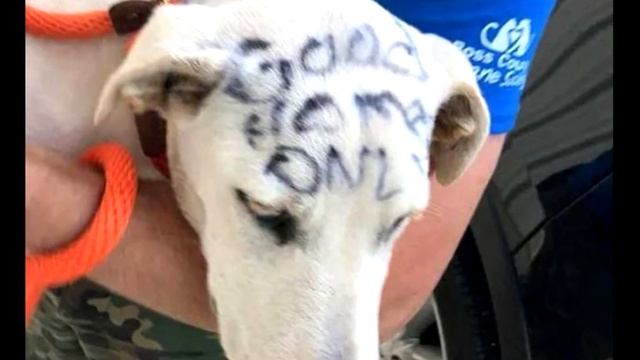 Изверги оставили пса в клетке на улице, разрисовав его с ног до головы смотреть онлайн