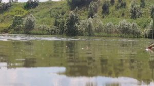 Редкие секреты ловли карпа в июле! Наловите очень много! Как ловить карпа в июле? карп в июле
