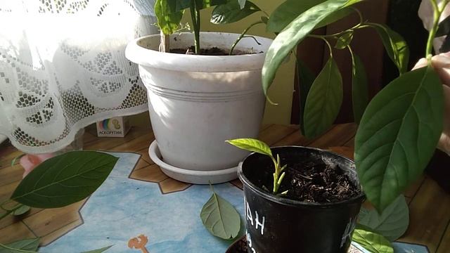 Авокадо.Обрезка и укоренение побегов. От 6+. смотреть онлайн