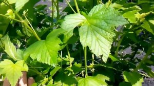 черная смородина  состояние куста на 2 год