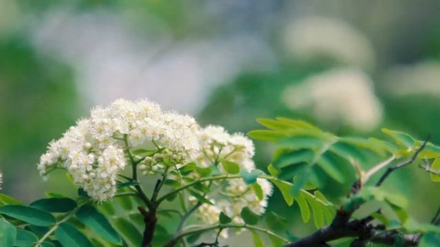 Футаж — Красивая рябина цветет. Футажи (footage) красивая природа [FullHD] смотреть онлайн