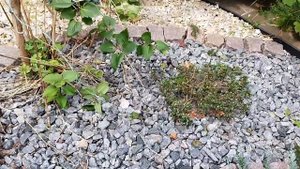 можжевельники  туи на замульчированной клумбе