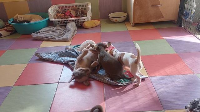 почему нужно минимум две собаки, ЯСЛИ питомник чихуахуа Кастропуло продажа щенков 89787458062 купит смотреть онлайн