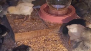 ЦЫПЛЯТА   После еды сладкий сон!