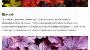 Виды и сорта гейхеры названия, описание фото во время цветения