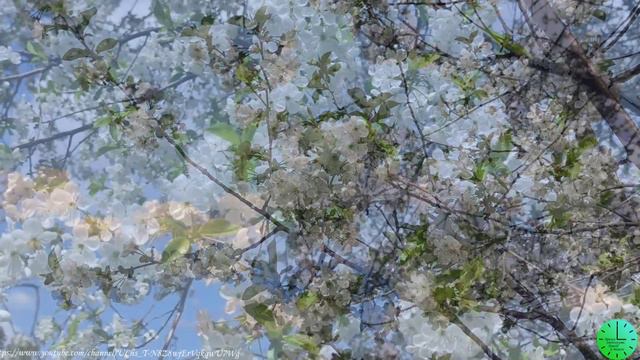 Весеннее солнышко и пение птиц исцелят нервную систему/Звуки природы/Birdsong/Sounds of nature/Rela