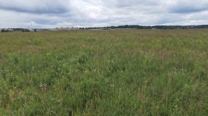 Мои гиссарские бараны производители