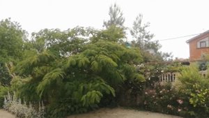 Альбиция ленкоранская (Albizia julibrissin) в предверии цветения ?#альбиция#озеленение