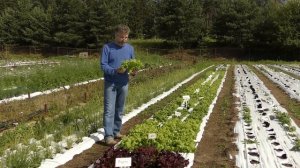 Салат ГЕЙЗЕР