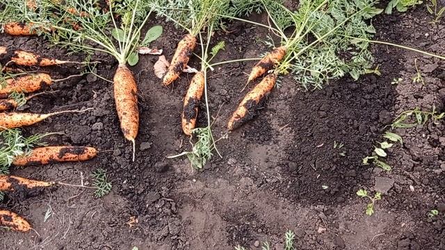 #морковь_настена#свекла_цилиндра#сбор_урожая Сбор корнеплодов! смотреть онлайн