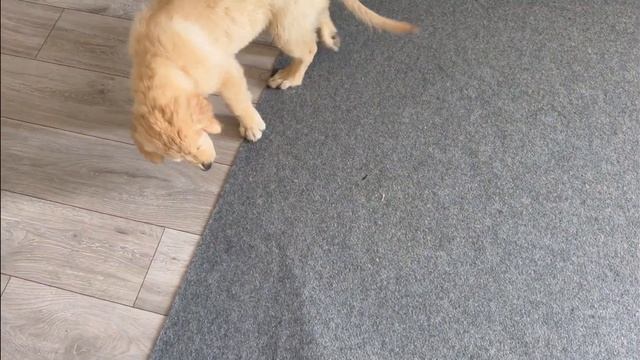 Ника первый раз видит яблоко. И что с ним делать? смотреть онлайн