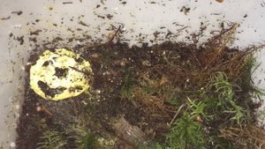 Улитки-Занзибарика-живородящий вид улиточки-не перестают удивлять????