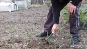 Выращивание чеснока!!! Небывалый урожай!!! #чеснок#выращиваниечеснока#