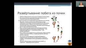 Биология 6 класс 7-8 недели. Побег. Почки. Многообразие побегов