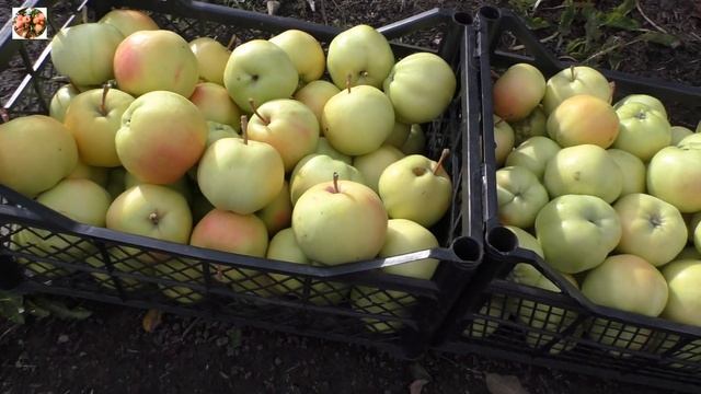 Собрали яблоки "Свердловчанин". смотреть онлайн