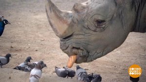 В мире. Перемены в зоопарке. Доброе утро. Фрагмент выпуска от 04.06.2019