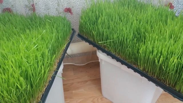 Гидропоника 2/Домашнее хозяйство: кролики, утки, куры/Жизнь в деревне смотреть онлайн