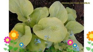 Хоста гибридная Голден Санбурст. Краткий обзор, описание характеристик hosta hybrida Golden Sunburs