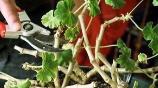 Обрезка герани для пышного цветения весной! Как нужно обрезать пеларгонию. смотреть онлайн