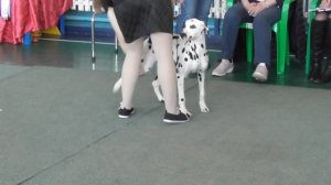 Далматин видео с выставки собак