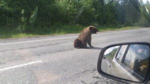 Медведь возле заправки левый берег