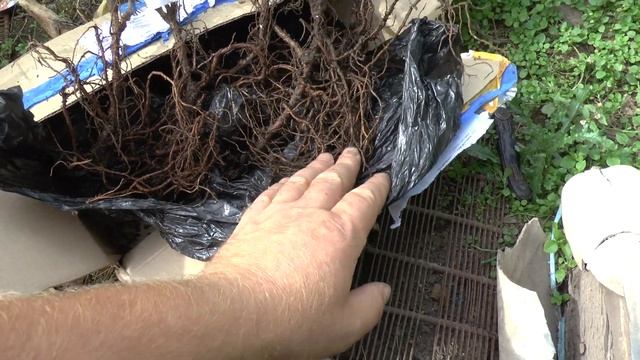 Обзор посылки саженцев бесшипного крыжовника "Гроссуляр". смотреть онлайн