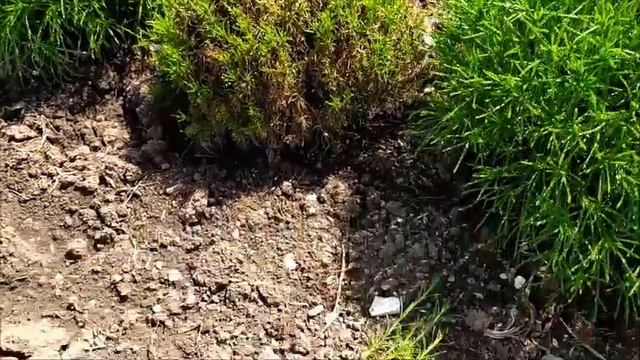 САНТОЛИНА и РОЗМАРИН. Посадка укорененных черенков смотреть онлайн