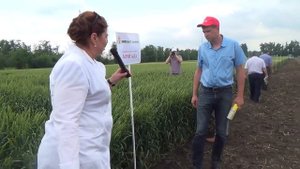 Сорта озимой мягкой пшеницы селекции КНИИСХ им. П.П. Лукьяненко