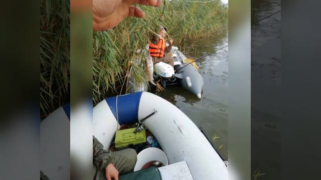 Рыбалка н.п.Вышка (Биркоса) сентябрь 2020 смотреть онлайн