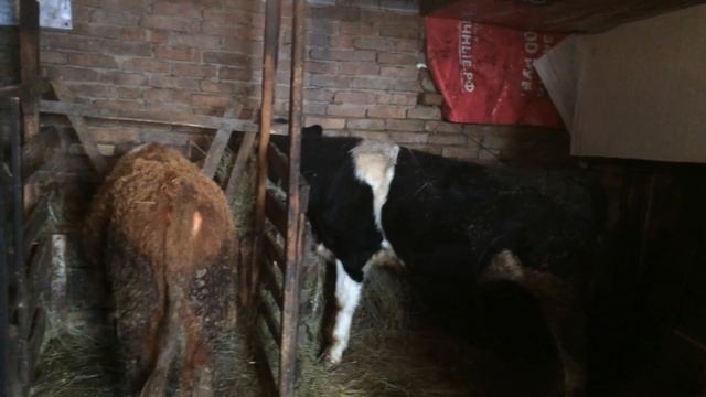 Вес бычков в 9 месяцев смотреть онлайн