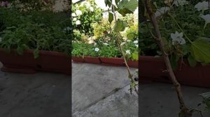 Как быстро на ветках черной смородины  зарабатывают деньги / Размножение смородины