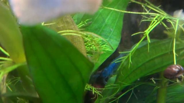 креветка Голубая рили смотреть онлайн