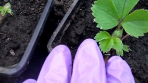 Ремонтантная земляника ПИНК ПАНДА  2017 06 30