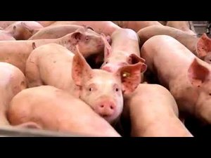 Агроэлита: технология роста EvoTech