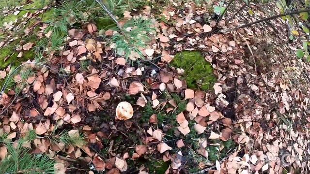 Белые грибы прут. смотреть онлайн