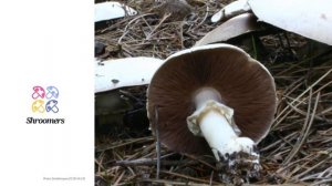 Wood mushroom (Agaricus silvicola) | Sensory | Practical Short Profile | Shroomers