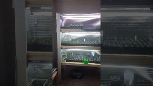 Стеллаж для рассады за 1400 рублей своими руками ;)
