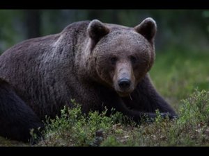 Загрызший подростка медведь под Красноярском мог выслеживать группу