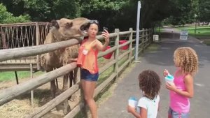 Нападения животных. Приколы