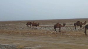 Верблюды в пустыне по пути из Шиели в Шимкент.