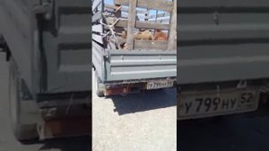 Где купить лошадь в Дагестане