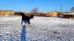 Орловский жеребец Загар от Гротеска. 2014 г. продажа.