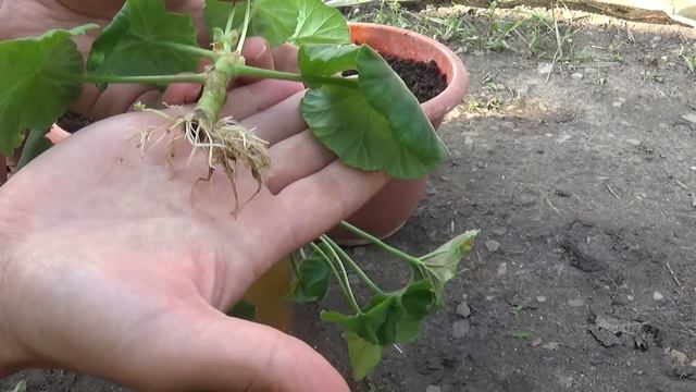 Înmulțirea mușcatelor prin butași | Stimularea creșterii rădăcinilor în apă cu drojdie de bere смотреть онлайн